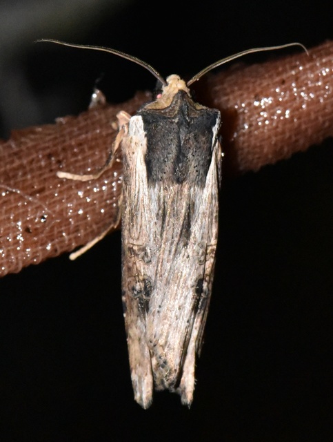 Xylena exsoleta - szürke fabagoly