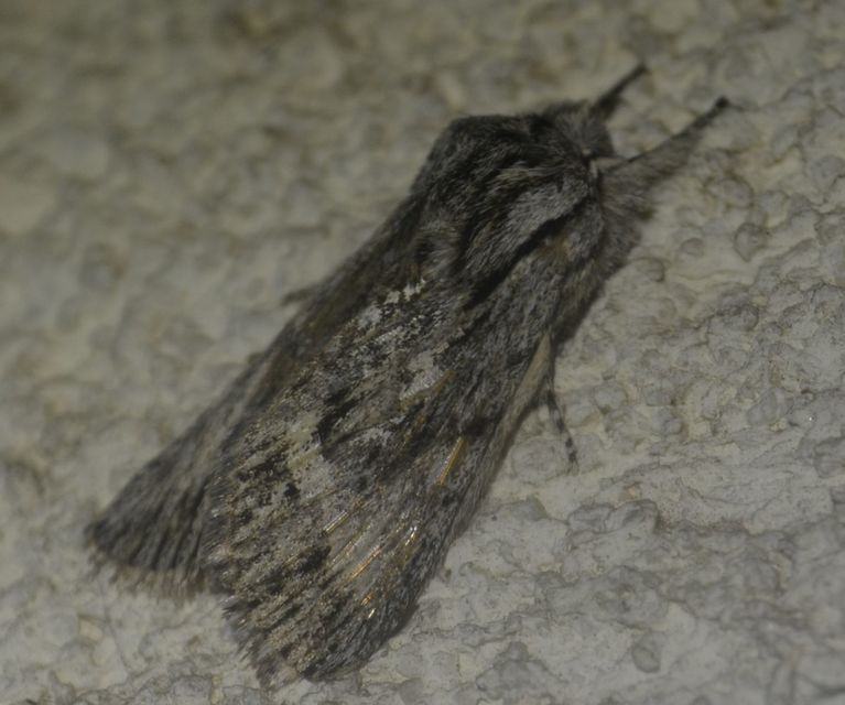 Asteroscopus sphinx - csillagnéző bundásbagoly