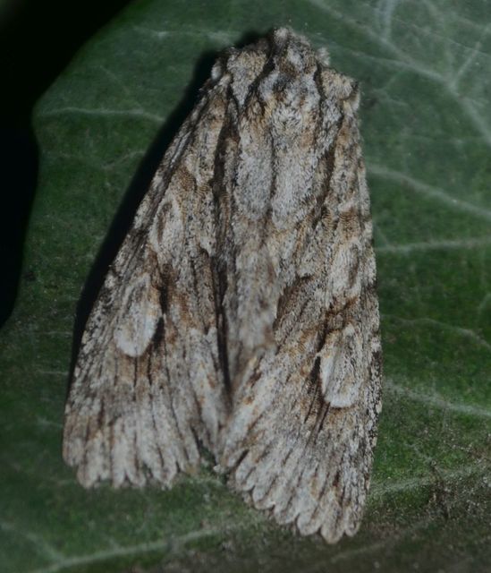 Meganephria bimaculosa - kétfoltos szilbagoly