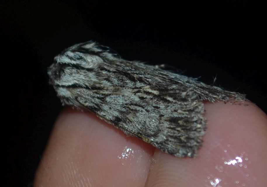 Asteroscopus sphinx - csillagnéző bundásbagoly