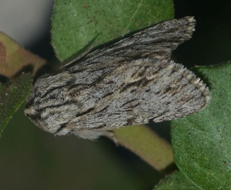 Asteroscopus sphinx - csillagnéző bundásbagoly