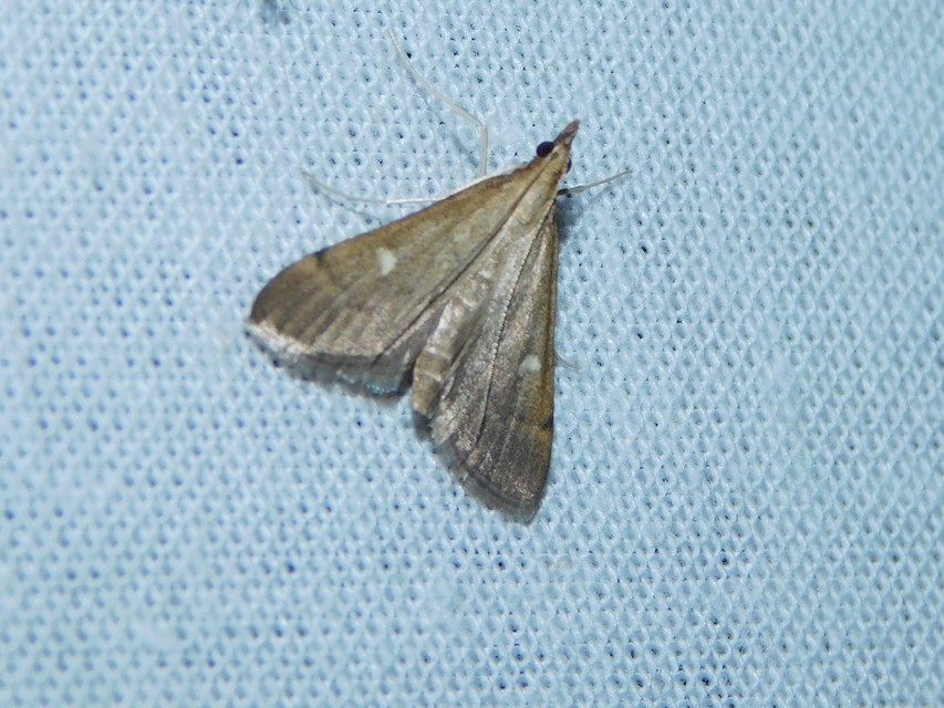 Dolicharthria punctalis - hosszúlábú tűzmoly