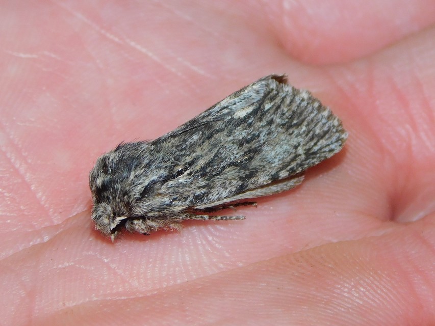 Asteroscopus sphinx - csillagnéző bundásbagoly