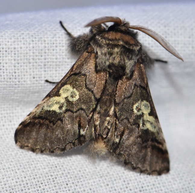 Diloba caeruleocephala - őszi kékesbagoly