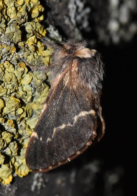 Poecilocampa populi - nyárfaszövő