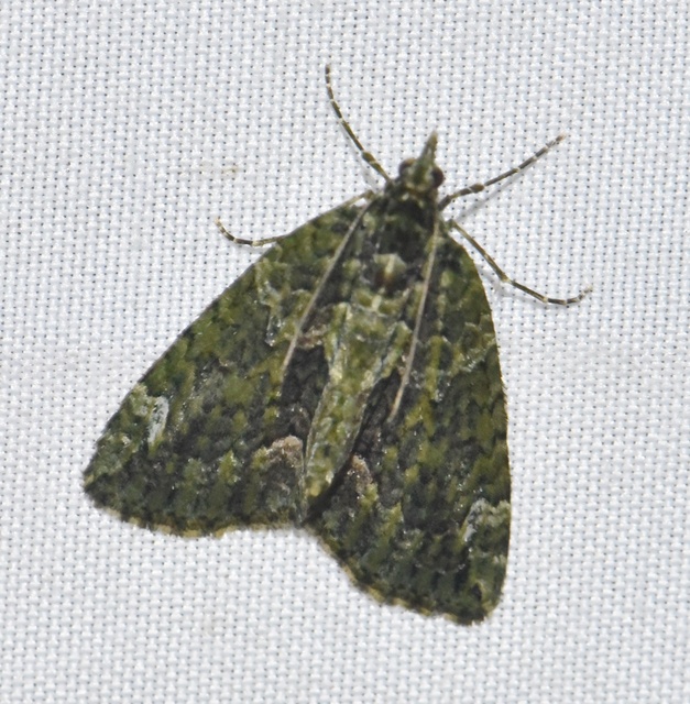 Chloroclysta siterata - salátazöld araszoló