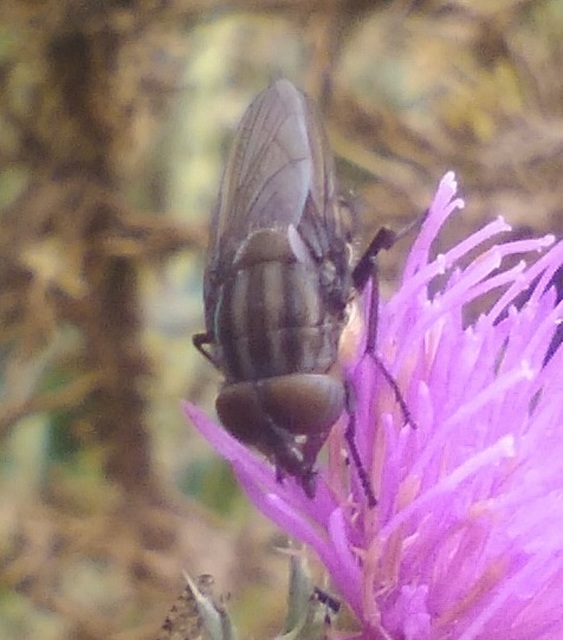 Stomorhina lunata - sáskaparazita légy