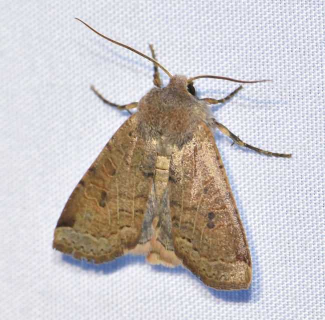 Conistra veronicae - veronika-őszibagoly