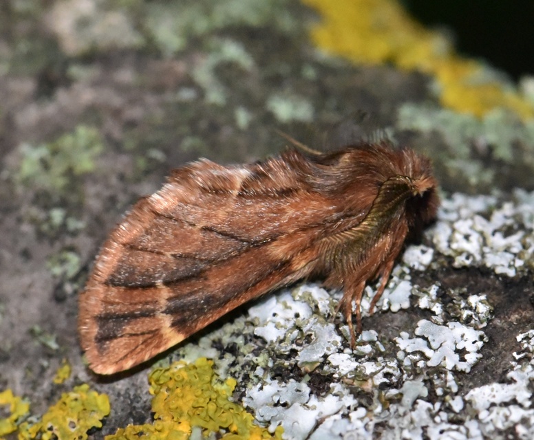 Ptilophora plumigera - tollas púposszövő