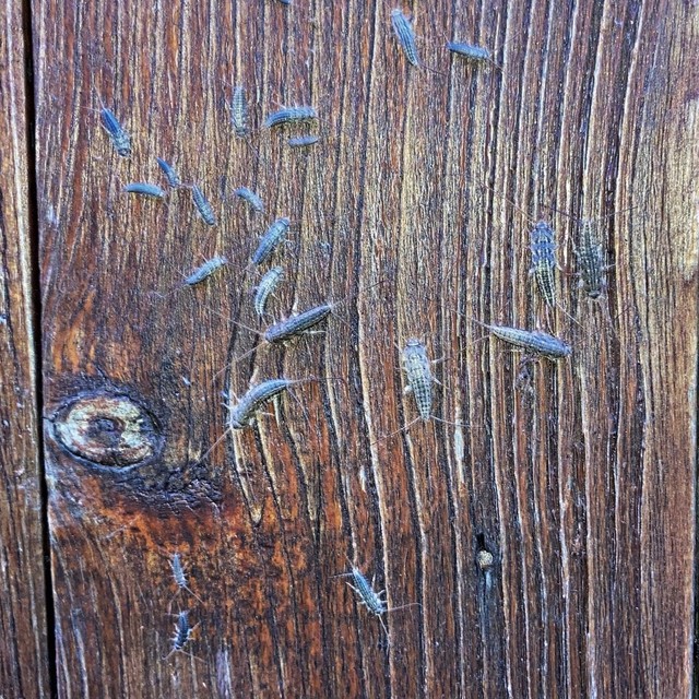 Zygentoma - Pikkelykék