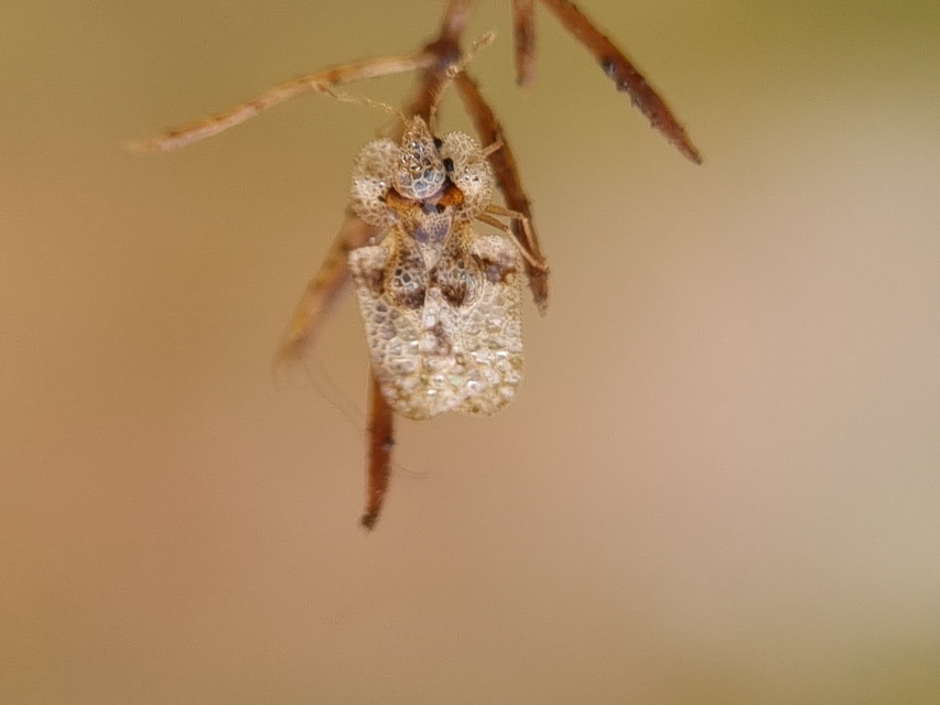Corythucha arcuata - tölgy-csipkéspoloska