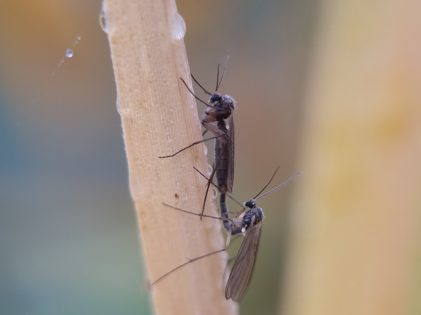 Mycetophilidae - gombaszúnyogok