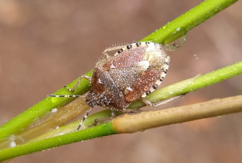 Dolycoris baccarum - közönséges bogyómászó-poloska Dolycoris baccarum - közönséges bogyómászó-poloska