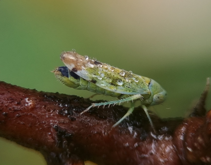 Opsius stactogalus