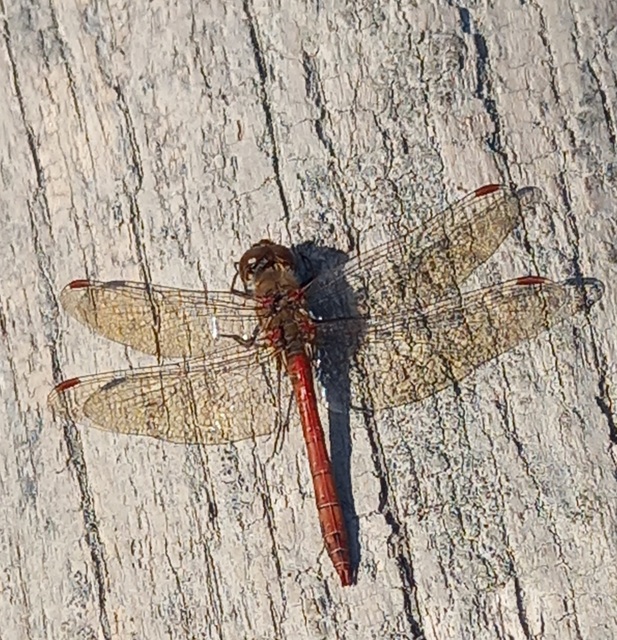 Sympetrum striolatum/vulgatum