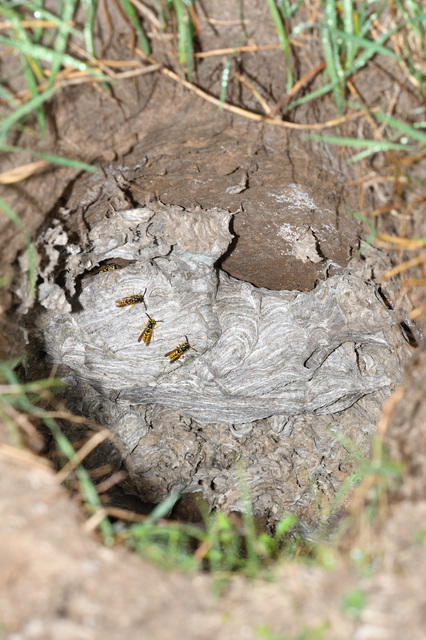 Vespula vulgaris - kecskedarázs