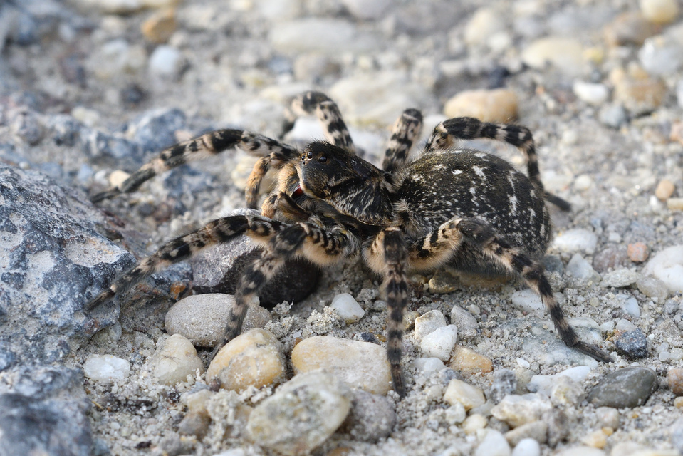 Lycosa singoriensis - szongáriai cselőpók