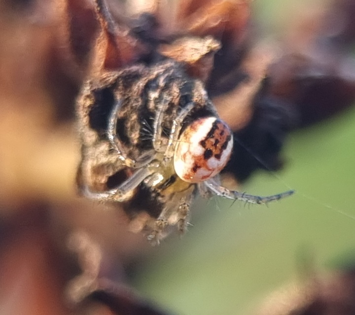 Mangora acalypha - réti keresztespók