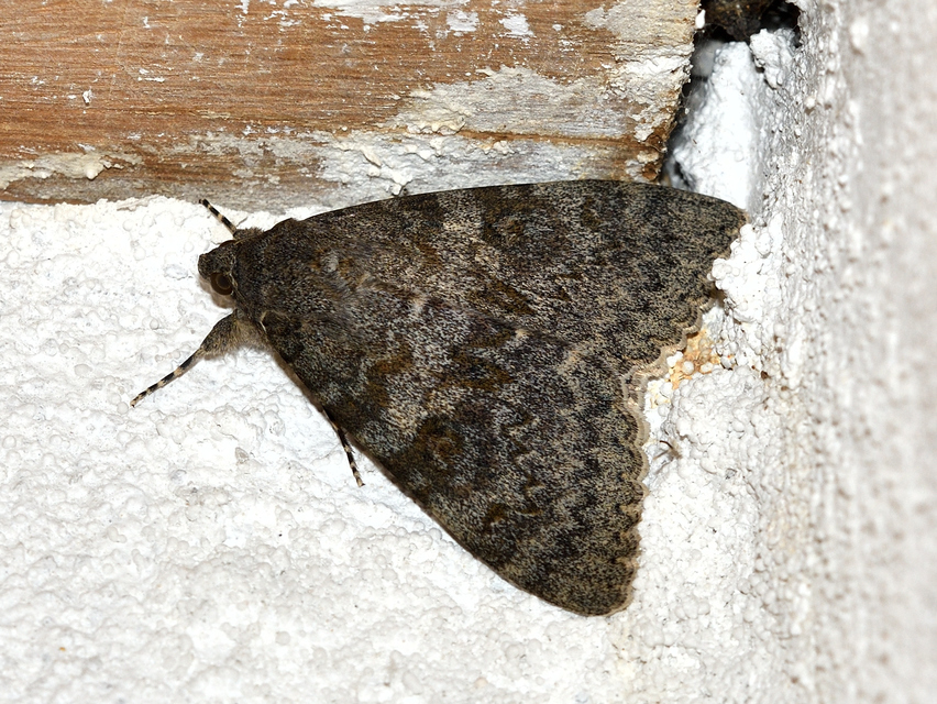 Catocala elocata - közönséges övesbagoly
