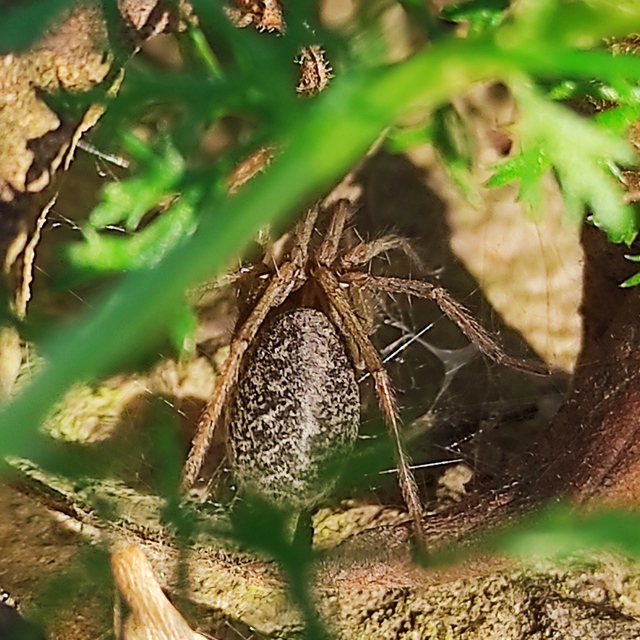 Eratigena agrestis - réti zugpók