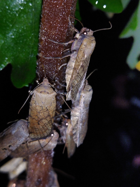 Conistra veronicae - veronika-őszibagoly