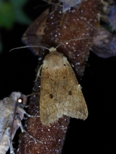 Leptologia macilenta - gyertyán-őszibagoly