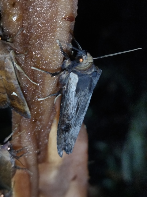 Xylena exsoleta - szürke fabagoly
