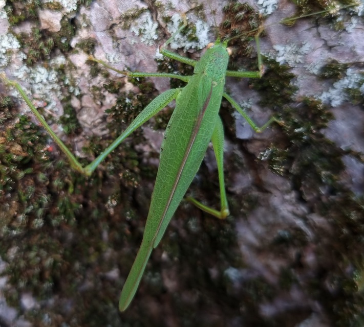 Phaneroptera nana - pontozott repülőszöcske