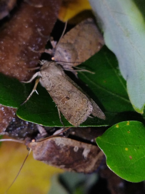 Propenistra laevis - könnyű őszibagoly