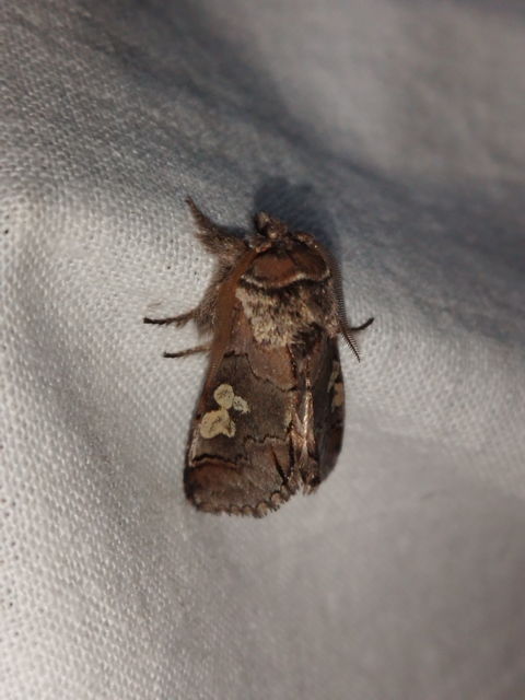 Diloba caeruleocephala - őszi kékesbagoly