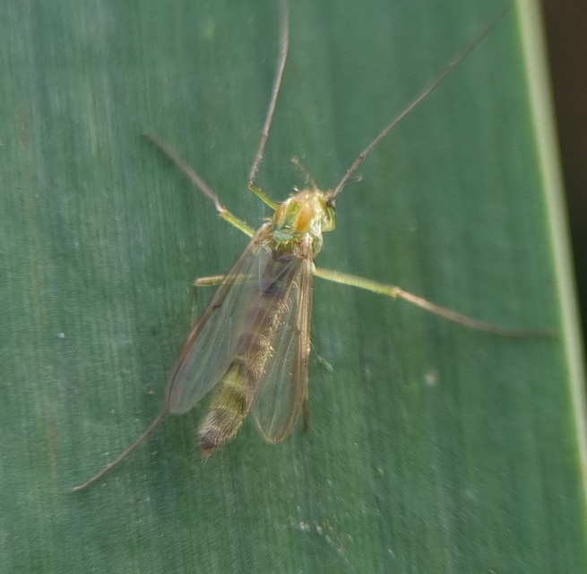 Chironominae
