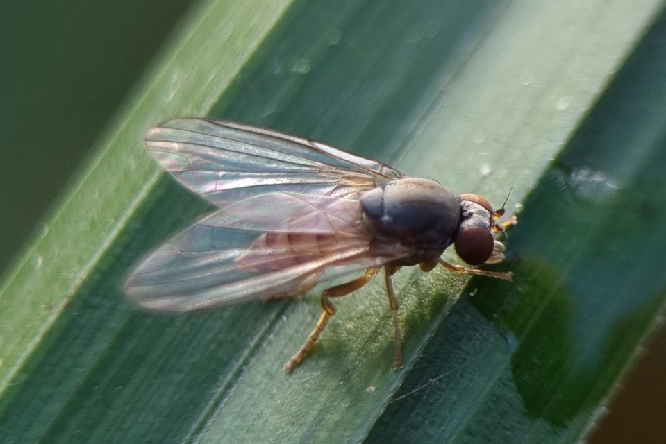 Platypezidae - kormoslegyek