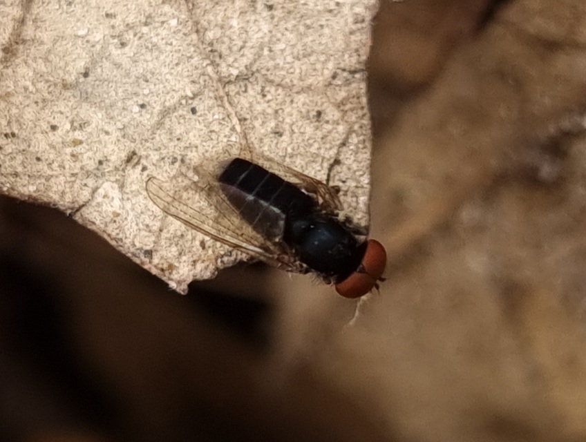 Platypezidae - kormoslegyek