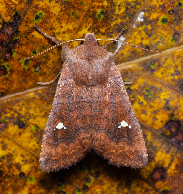 Eupsilia transversa - holdacskás télibagoly