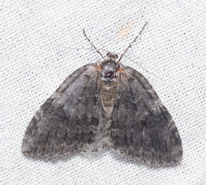Epirrita christyi/dilutata