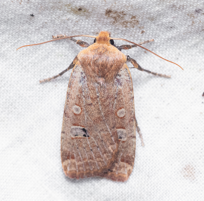 Conistra erythrocephala - vörösfejű őszibagoly
