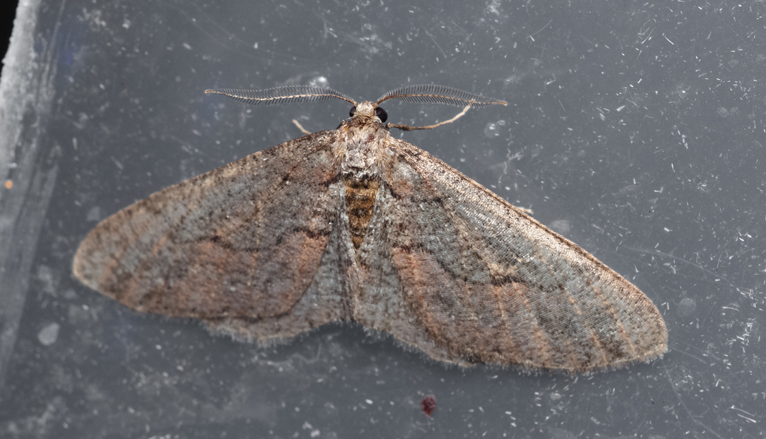 Agriopis bajaria - kökény-téliaraszoló