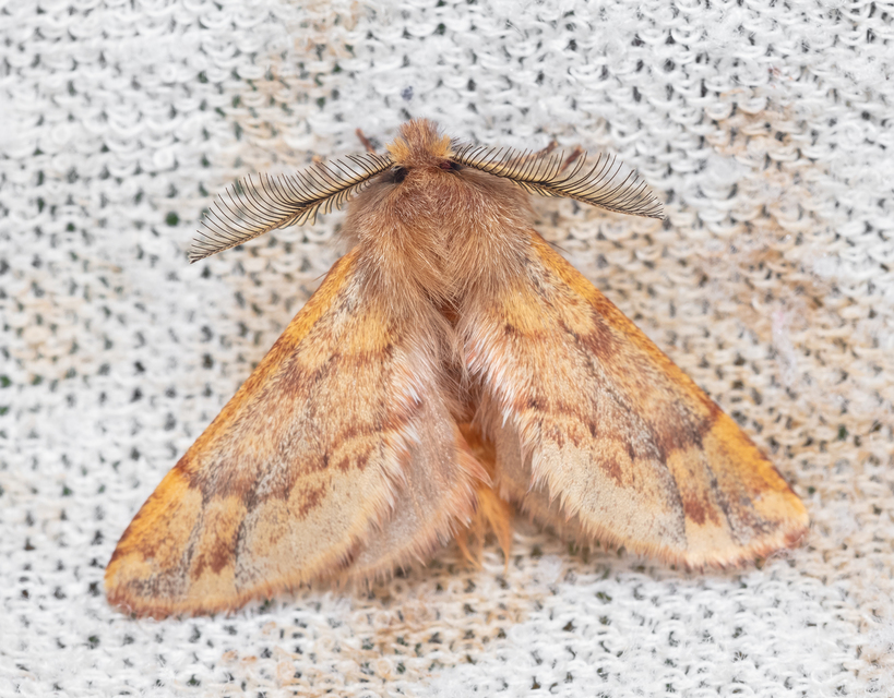 Ptilophora plumigera - tollas púposszövő
