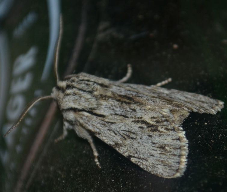 Asteroscopus sphinx - csillagnéző bundásbagoly