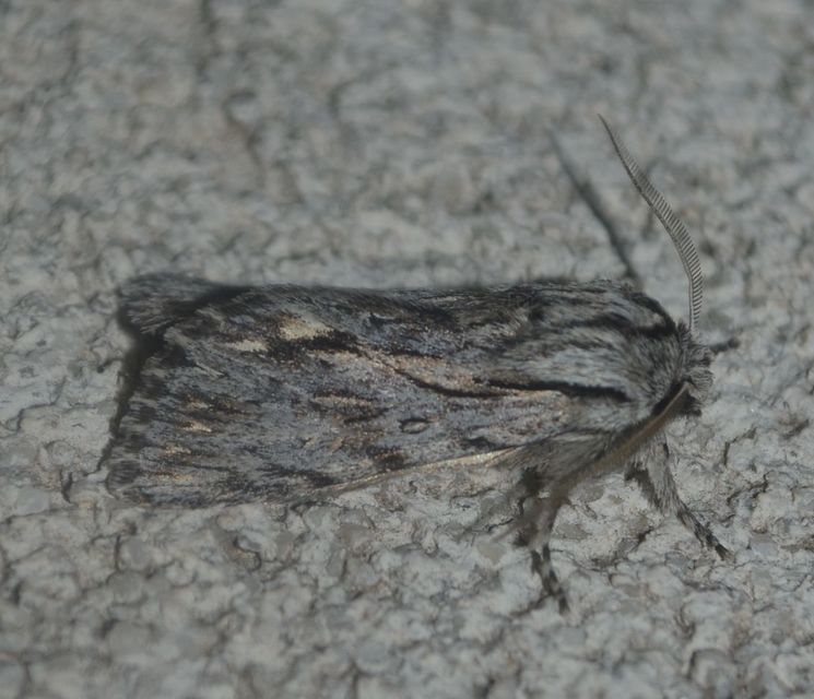 Asteroscopus sphinx - csillagnéző bundásbagoly
