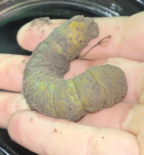 Acherontia atropos - halálfejes lepke