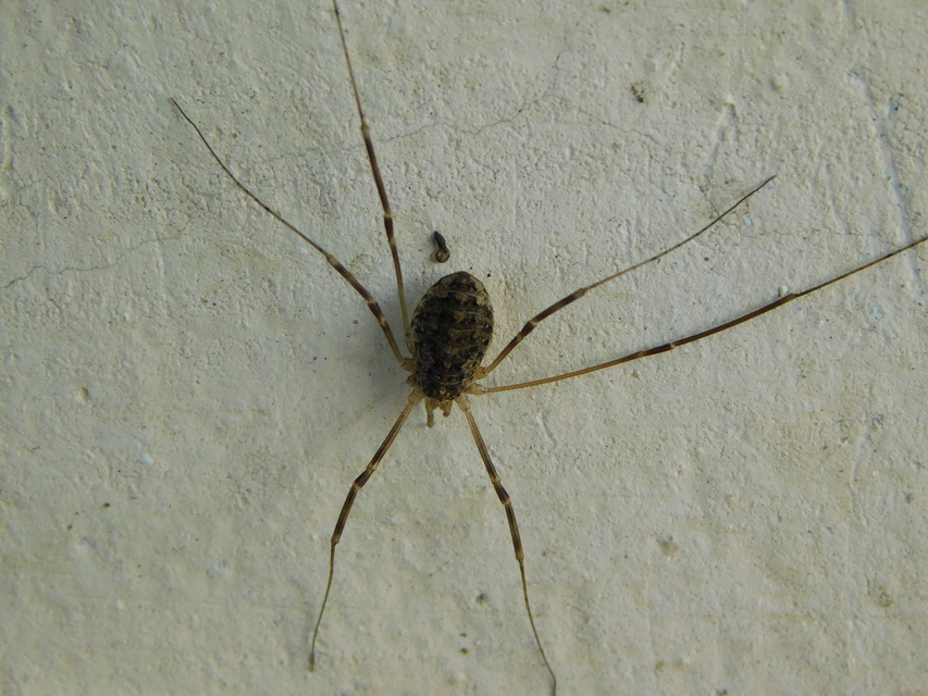 Opilio saxatilis