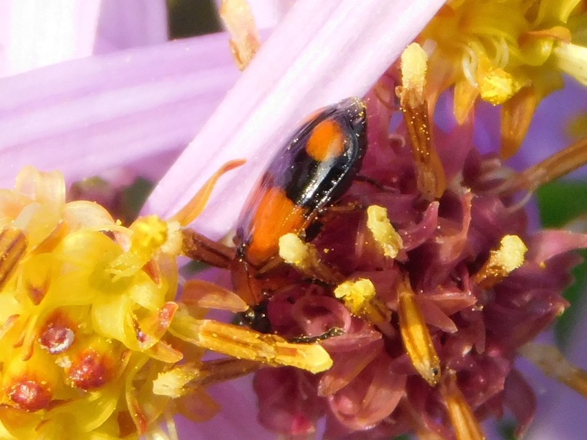 Lebia cruxminor - keresztes cserjefutó