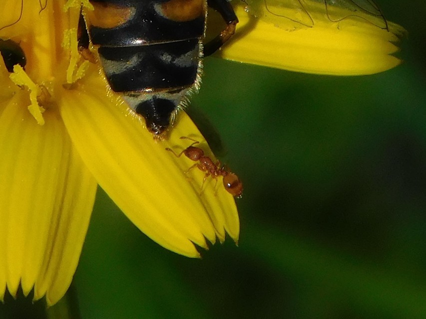 Temnothorax unifasciatus - gyűrűs kéreghangya