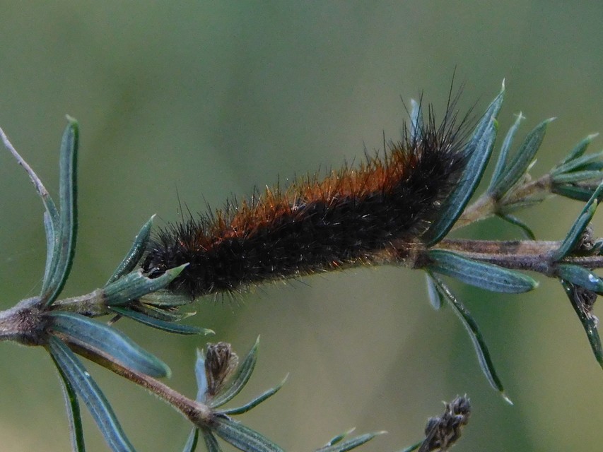 Hyphoraia aulica - barna medvelepke