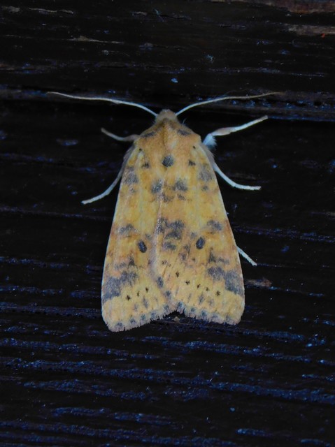 Cirrhia gilvago - foltos sárgabagoly