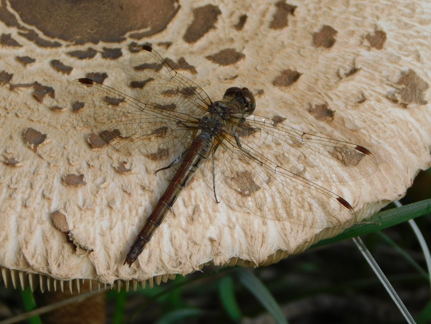 Sympetrum striolatum - harántsávos katona-szitakötő
