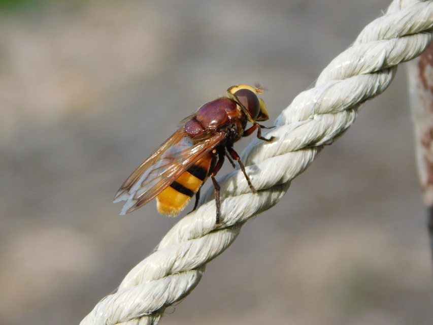 Volucella zonaria - kétöves pihelégy
