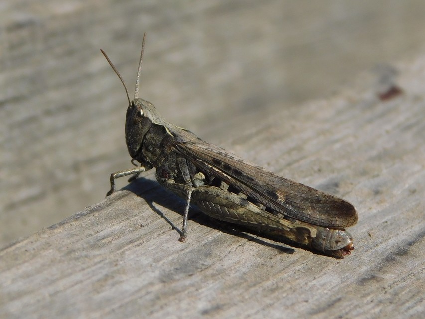 Chorthippus (Glyptobothrus) (subgenus)