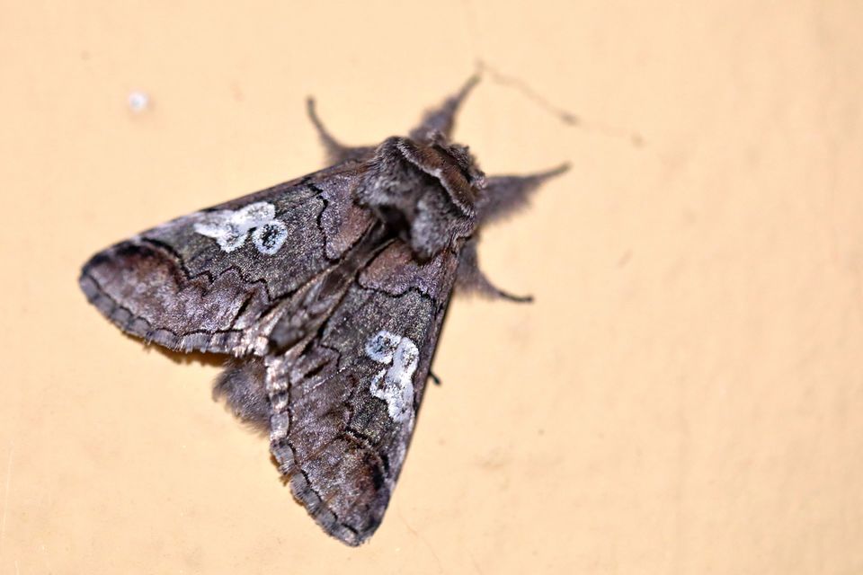 Diloba caeruleocephala - őszi kékesbagoly